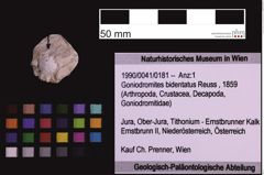 Foto (Objekt + Etiketten) von Goniodromites bidentatus (Reuss, 1859) (NHMW-GEO-1990-0041-0181)